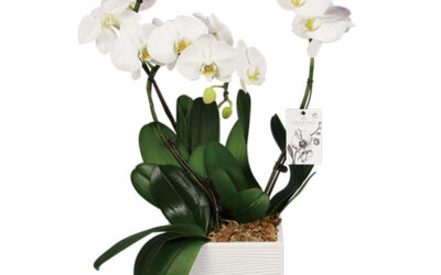 Guide d’entretien des orchidées