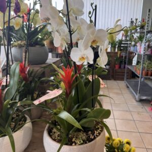 Composition de plante Amour