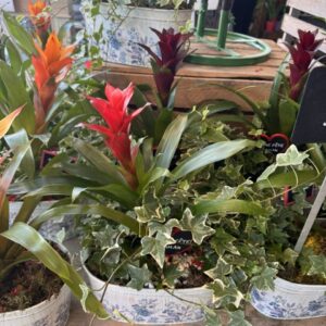 Composition plante
