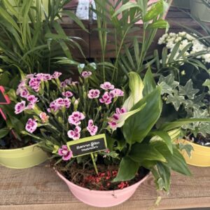 Composition de plante